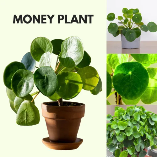 Miniatura 3 de Planta de dinero vivo, plantas Pilea Peperomioides, 5-7 pulgadas de alto, planta