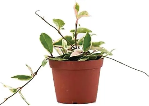 Miniatura 10 de American Plant Exchange Plantas Hoya surtidas, macetas de 4 pulgadas, paquete de 3, enredaderas de cera con flores vivas, plantas