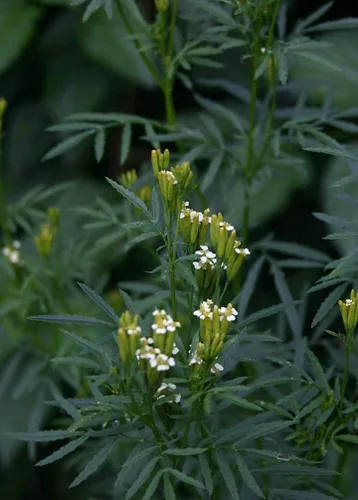 Miniatura 2 de Huacatay Semillas de Perejil, Hierba Peruana y Culinaria de Menta Negra Tagetes Minuta, 100 Semillas para Plantar, Reliquia, Polinización Abierta