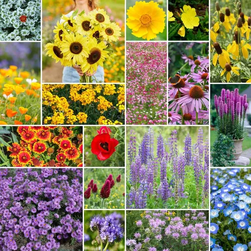 Miniatura 7 de Eden Brothers Semillas mixtas de flores silvestres de aves y mariposas para plantar, 1/4 libras, más de 120,000 semillas con cosmos, manta india