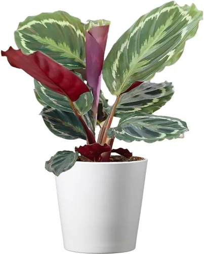 American Plant Exchange Calathea Medallion - Planta de interior viva apta para mascotas con hojas verdes onduladas para hogares con poca luz,