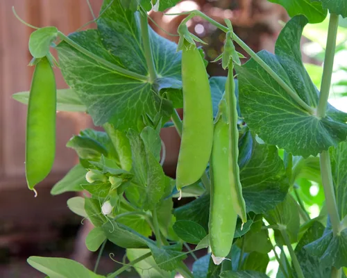 Miniatura 4 de Earthcare Seeds Pea Oregon Sugar Pod II Snow Pea 50 semillas (Pisum sativum) reliquia - Polinizado abierto