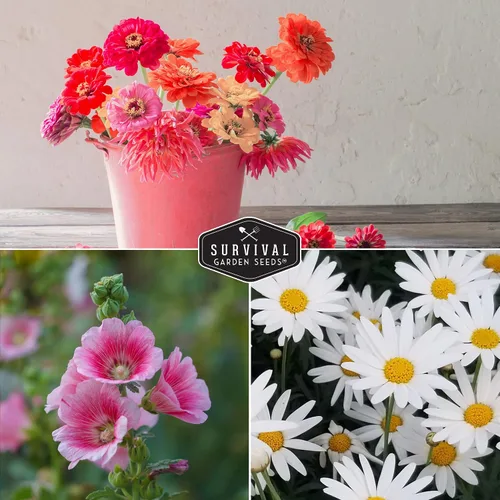 Miniatura 4 de Colección de 5 semillas de flores para plantar - Zinnia, caléndula, equinácea, margarita y hollyhock - Paquete de regalo de polinizador sin OMG