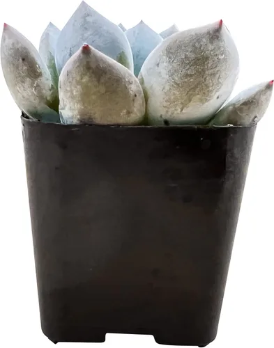 Miniatura 2 de Sprout N Green Echeveria 'Snow Angel', suculenta viva totalmente enraizada en maceta de 2 pulgadas, planta de casa para el hogar, oficina, boda