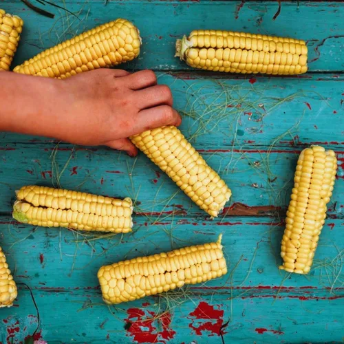 Miniatura 4 de Golden Bantam - Maíz dulce de 8 filas – 50 semillas – Variedad de reliquia amarilla, cultivadas en Estados Unidos, semillas de vegetales sin OMG