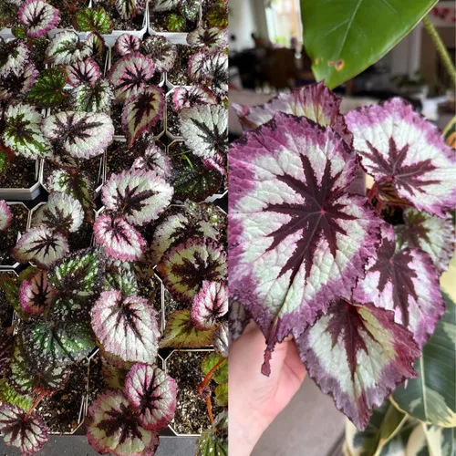 Miniatura 3 de Juego de 2 plantas vivas de begonia, plantas raras de begonia para remolque, cesta colgante ornamental de 5 a 9 pulgadas de alto, fuego