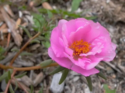 Miniatura 2 de 100 semillas de flor rosa Portulaca Grandiflora/rosa musgo *Comb S/H