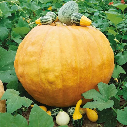 Miniatura 12 de Eden Brothers Semillas de calabaza – Semillas gigantes sin OMG del Atlántico para plantar, paquete Semillas vegetales de alto rendimiento y rápido