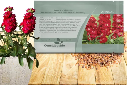 Miniatura 11 de Outsidepride Ten Week Blue Mattiola Stock Seeds – 1000 semillas anuales de flores para plantar con flores fragantes que atraen a los polinizadores