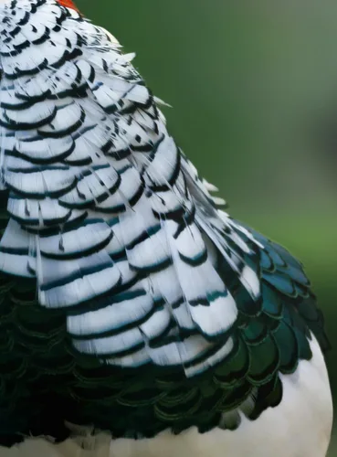 Miniatura 6 de Green Lady Amherst - Plumas artesanales de faisán, 1 docena