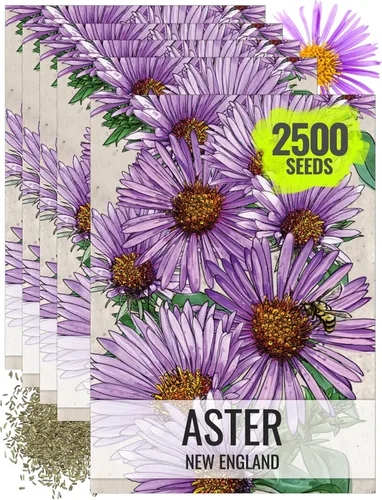 Miniatura 6 de Seed Needs Semillas Aster de Nueva Inglaterra para plantar, reliquia y flores silvestres polinizadas abiertas para plantar y cultivar un jardín