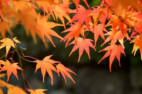 50 semillas de árbol de arce rojo | Impresionantes hojas rojas