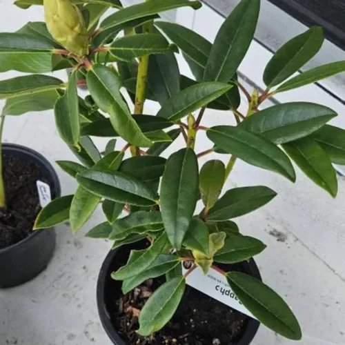 Miniatura 3 de Plantas de rododendro amarillo de 1 a 2 pies vivas, arbustos de rododendro de azalea en maceta de 1 galón para plantar, planta lista para arbustos