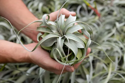 Miniatura 3 de Grandes plantas de aire Xerographica de 5 a 7 pulgadas de ancho – Plantas de aire vivas Tillandsia suculentas plantas de interior – disponible al