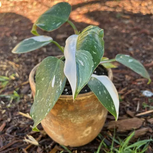 Miniatura 5 de Philodendron Plant Prince of Orange - Planta viva de 3 pulgadas, adornos para plantas de interior, plantas perennes, cultivo de jardín, puede crecer