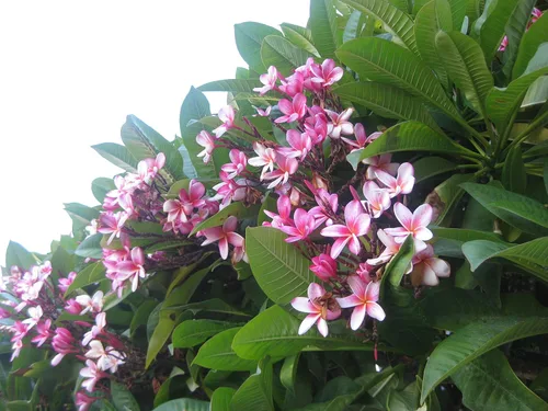 Miniatura 2 de Plantas de plumeria rosa hawaiana que cortan 1 Plumeria Slip Unrooted Descuento Regalos hawaianos