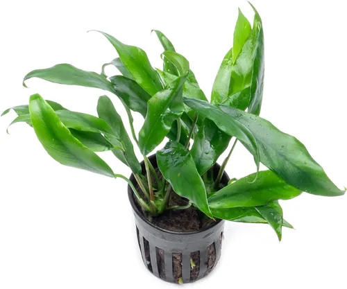 Miniatura 52 de SubstrateSource Plantas vivas – Anubias Hastifolia (Anubias hastifolia) – Luz baja a moderada, hojas en forma de flecha de color verde medio a