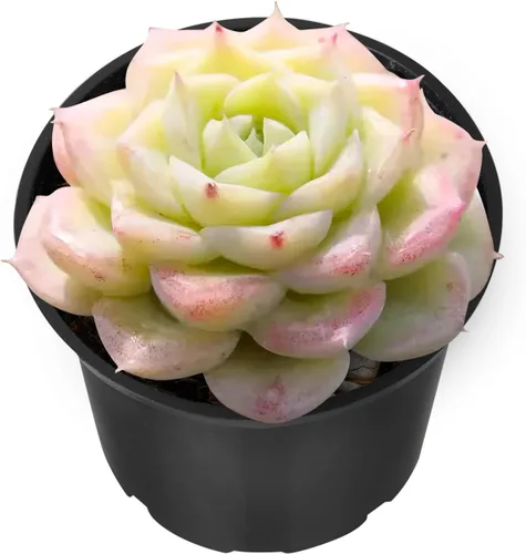 Miniatura 17 de Sprout N Green Echeveria 'Baekya', planta suculenta viva de 'White Night' totalmente enraizada en maceta de 2 pulgadas, decoración de boda