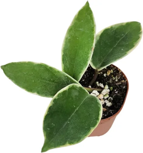 Miniatura 5 de Josh's Frogs Hoya - Planta de cera (flor de cera común)