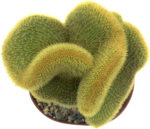 Miniatura 3 de Rara planta de cactus con cresta de Cactáceas doradas de 6 pulgadas - Hildewintera Aureispina - Planta de cactus vivo, Euphorbia Monstrose