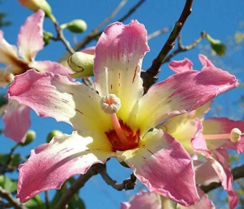 Chorisia speciosa (TJ) - Botella de seda para árbol con flores exóticas (5 semillas, suculentas, cactus