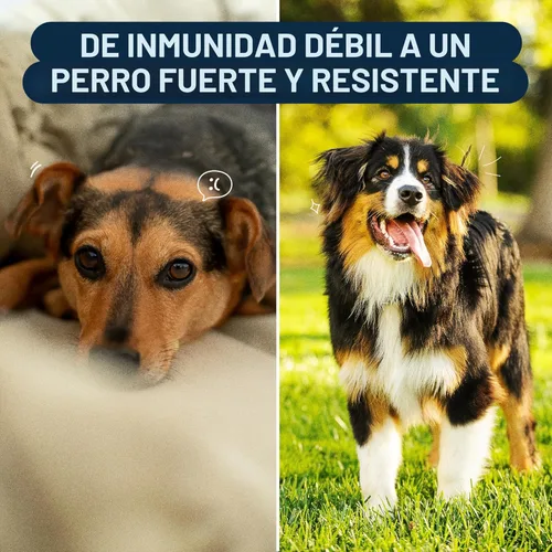 Miniatura 6 de Hongo de cola de pavo para perros con cola de pavo orgánica real Turkey Tail™ - Gomitas masticables de extracto de hongos 8:1 para bultos
