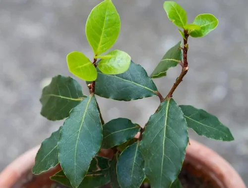 Laurel - Árbol de hoja de laurel Laurus Nobilis de 10 pulgadas de altura, adornos para interiores y exteriores, plantas perennes, cultivo de jardín,