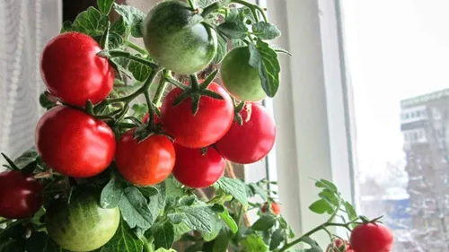 Miniatura 3 de Semillas de tomates cherry de arbusto enano para plantar alrededor de 20 semillas de tomate