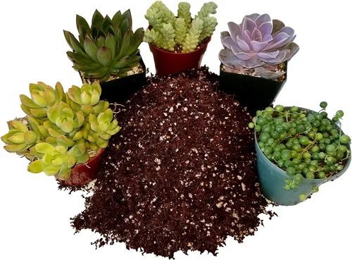 Miniatura 3 de Fat Plants San Diego Mezcla de tierra prémium para cactus y suculentas, para plantas de cactus, palmeras y cítricos, cultivadas en recipientes