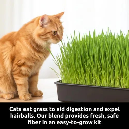 Miniatura 6 de Kit de cultivo de hierba para gatos, semillas orgánicas, tapetes de cultivo de yute, contenedor de cultivo de 10 x 10 pulgadas, ideal para gatos