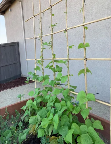 Miniatura 6 de Estacas de jardín de 0,32"-0,4"/ 4 pies, varillas de bambú natural para plantas de interior y exterior, postes para tomates, frijoles, plantas