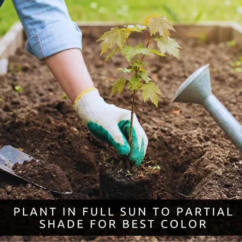Miniatura 4 de Amur Maple Tree - Plantas vivas (Acer ginnala) – Follaje de otoño rojo brillante – Árbol ornamental resistente – Arce compacto de rápido crecimiento
