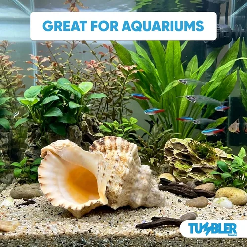Miniatura 5 de Tumbler Home Conchas marinas grandes para decoración o pecera, decoración costera y náutica, soporte para plantas de aire, adornos de acuario