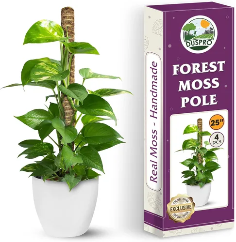 Miniatura 8 de DUSPRO Poste no doblable de 59 pulgadas para plantas trepadoras grandes, poste de musgo grande para Monstera, estacas para plantas