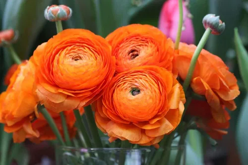Bulbos de ranúnculo para plantar – Flor de ranúnculo – Planta en jardines, contenedores y macizos de flores – Fácil de cultivar bulbos de flores 20