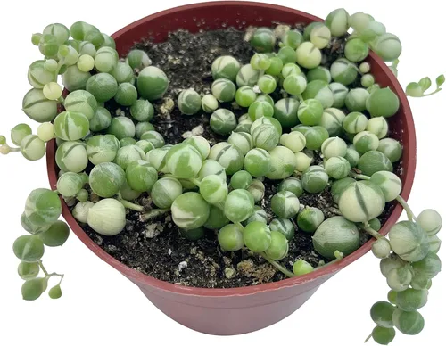 Miniatura 4 de Suculenta Viva Cadena de perlas abigarradas de 4 pulgadas, plantas suculentas vivas, plantas suculentas totalmente enraizadas, planta colgante
