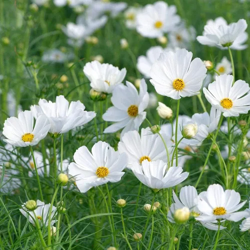 Miniatura 3 de Semillas de flores cosmos "enanas blancas" para plantar, más de 100 semillas por paquete, semillas de jardín de Isla (semillas de jardín de Isla)