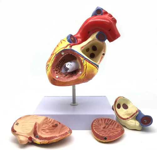 Miniatura 2 de XINDAM Modelo anatómico de corazón humano ampliado 2X, modelo anatómicamente preciso de corazón, anatomía de esqueleto humano para ciencias, aula