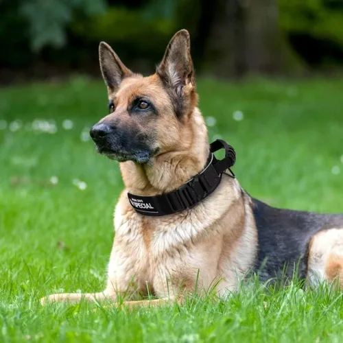 Miniatura 5 de Beirui Collar táctico de perro de 2.5 pulgadas con asa, resistente 2.6 in de ancho, collar táctico para perro con hebilla de metal fuerte, collar