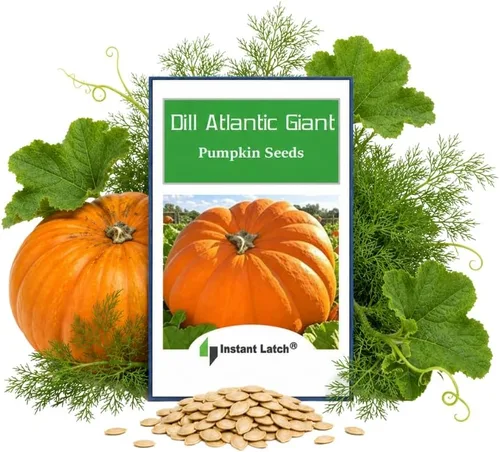 10 semillas de calabaza gigante Dills Atlantic para plantar, semillas reliquia sin transgénicos, semillas frescas de jardín