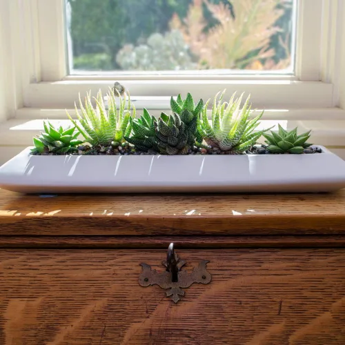 Miniatura 7 de Altman Plants, Plantas suculentas vivas, plantas de ventana vivas (8 unidades), plantas de interior vivas, plantas de interior vivas, plantas