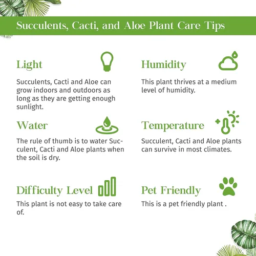 Miniatura 4 de Suculenta Crassula Jade Planta viva para interior Diferentes plantas de interior en maceta de 4 y 6 pulgadas Planta de casa real para sala