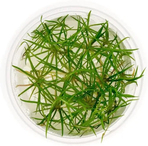 Miniatura 8 de Planta viva SubstrateSource - Hierba enana Eleocharis Belem cultivada en tejidos acuáticos para acuario - 100% libre de caracoles en copa in vitro