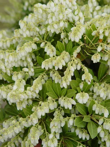 Miniatura 2 de Pieris jap. 'Cavatine' (Cavatine Dwarf Andromeda) Evergreen, #2 - Contenedor