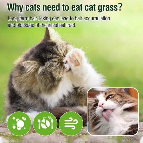 Miniatura 6 de Golosinas de Hierba para Gatos 100g/3.52oz, Varilla de Hierba para Gatos para Dentición para Eliminar Bolitas de Pelo y Limpieza de Dientes, Palo