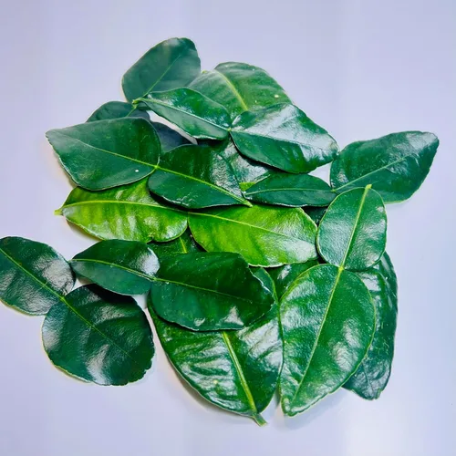 Miniatura 2 de Hojas frescas de lima kaffir - 1 onza.. Lo mejor en Amazon Envolvemos cuidadosamente las hojas de lima kaffir recién recogidas en una hoja