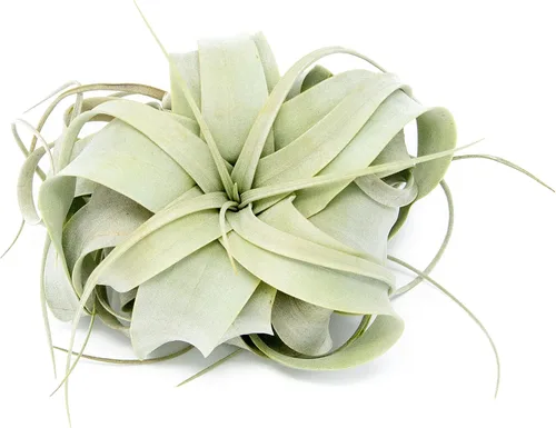 Miniatura 2 de Plantas de aire Xerographica Seedling de 2 a 4 pulgadas de ancho – Tillandsia suculentas plantas de interior – disponibles al por mayor y a granel