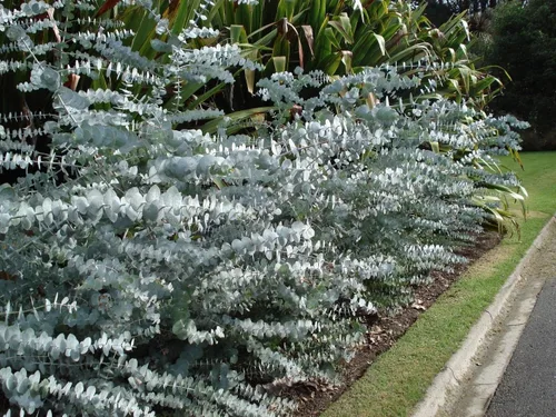 Miniatura 3 de Eucalyptus Silver Dollar Seeds - Planta de interior o exterior (30)