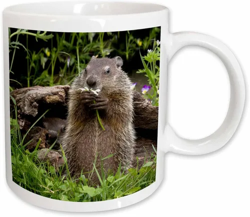 Miniatura 12 de 3dRose Estados Unidos, Minnesota, arenisca. Marmota alimentándose de una flor. Taza negra de dos tonos de 11 oz Negro
