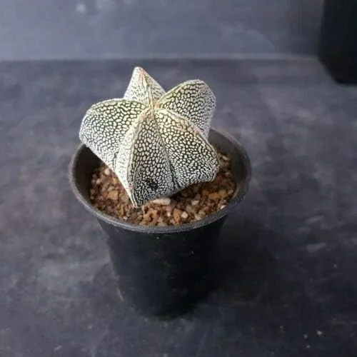 Semillas Suculentas - Astrophytum Myriostigma ONZUKA Exotic Japón cultivar Cacti Rare Cactus 10 Semillas
